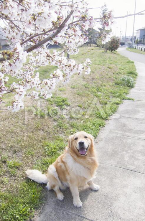 桜の下の犬 ゴールデンレトリバー,桜,春の写真素材