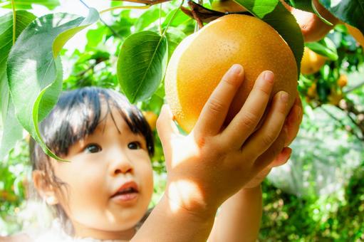 梨狩りをする子供 梨狩り,果物狩り,秋の写真素材