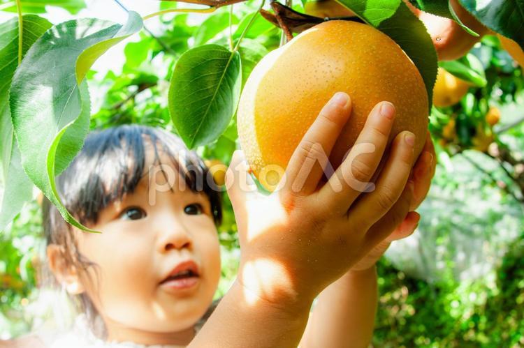 梨狩りをする子供 梨狩り,果物狩り,秋の写真素材