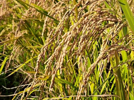 秋の稲穂 稲,米,稲刈りの写真素材