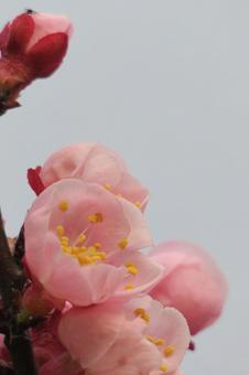 梅の花の写真
