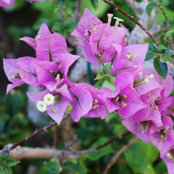 ブーゲンビリア２（咲くやこの花館） ブーゲンビリア,花,花博記念公園鶴見緑地の写真素材