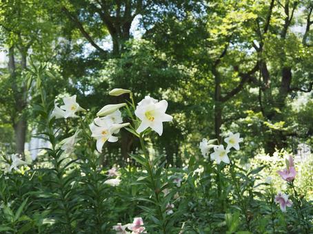 Photo, yuri, lily, flower, 