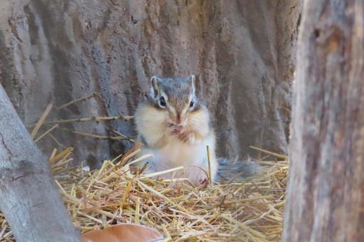 かわいいシマリス かわいいシマリスの写真