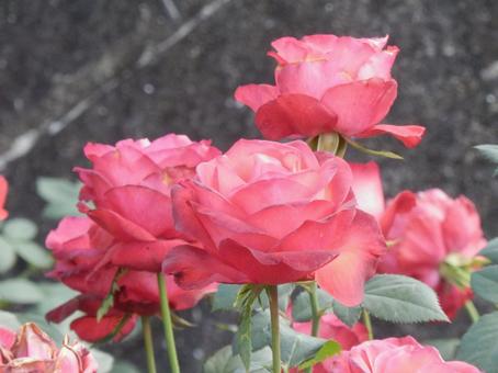 【薔薇の写真】バラの花 バラ,薔薇,植物の写真素材