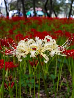 白いヒガンバナ(曼殊沙華) 白いヒガンバナ(曼殊沙華) ヒガンバナ,曼殊沙華,巾着田の写真素材
