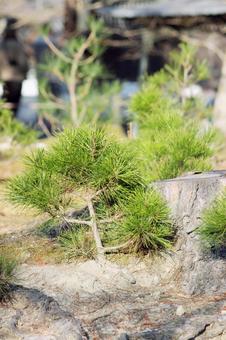 松 松の写真