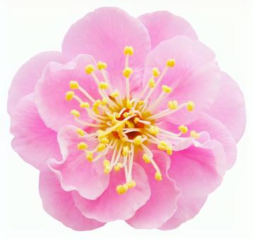 Plum blossom, JPG Plum blossom, JPG