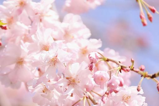 桜の花の写真