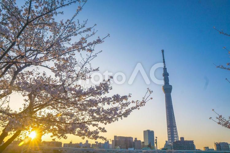朝焼けを浴びる桜と東京スカイツリー 東京スカイツリー,桜,さくらの写真素材