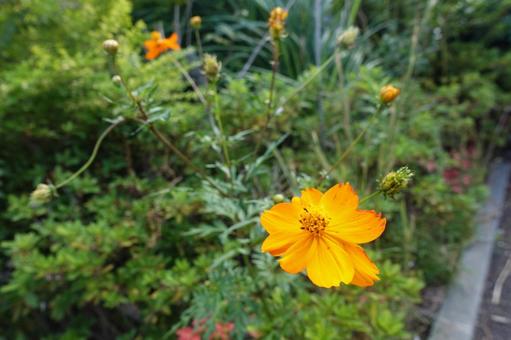 花 花 花,植物,葉の写真素材