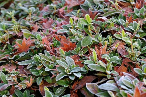霜の降りた落ち葉 枯れ葉,落ち葉,植物の写真素材