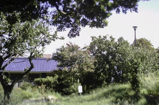 夏休み 夏休みの写真