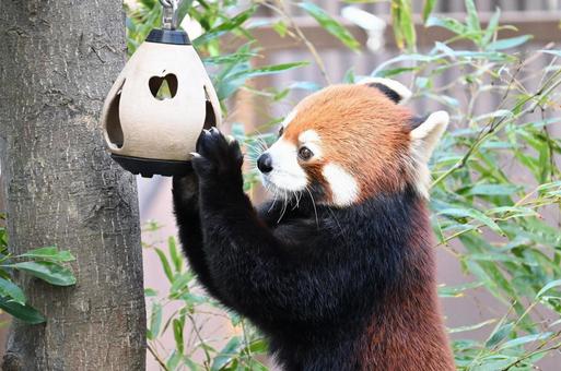 レッサーパンダ レッサーパンダの写真