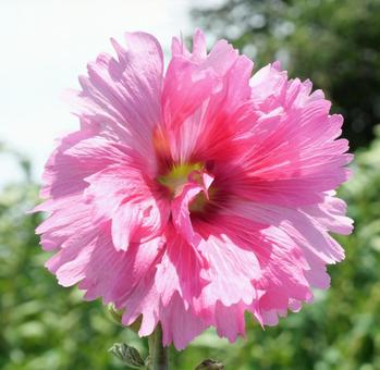 タチアオイの花 タチアオイの花の写真
