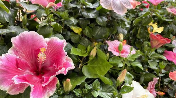 色とりどりのハイビスカスの花 沖縄 ハイビスカス,花,南国の写真素材