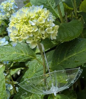 梅雨明けイメージ 梅雨明けイメージ 梅雨,イメージ,梅雨明けの写真素材