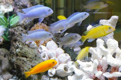 アクアリウムの熱帯魚　キイロサンゴハゼ 水槽,夏,熱帯魚の写真素材