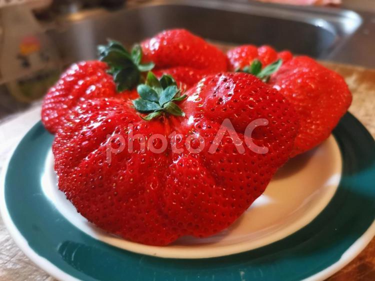 大きな苺 - No: 31963614｜写真素材なら「写真AC」無料（フリー）ダウンロードOK