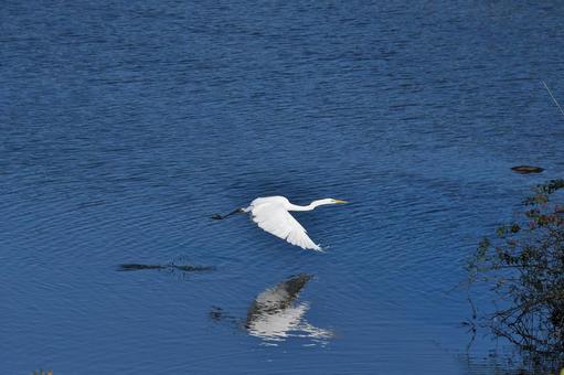 飛びだすダイサギ ダイサギ,サギ,鳥の写真素材