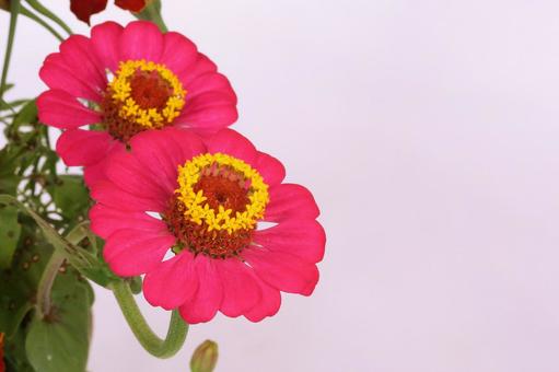 百日草 植物,草花,宿根草の写真素材