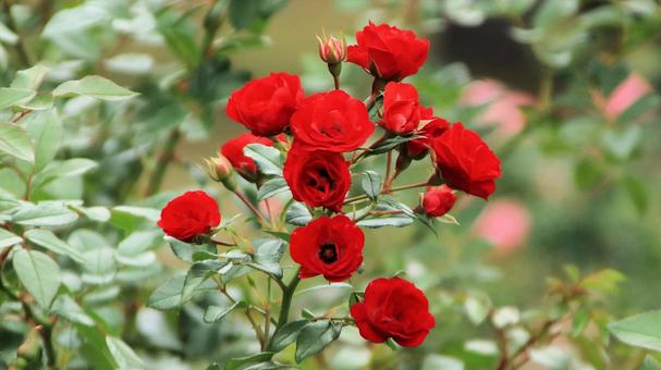 河津バカテル公園　秋バラ 薔薇,秋,花の写真素材