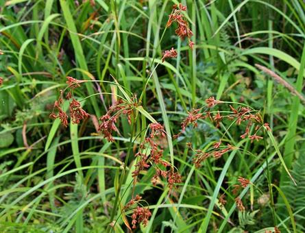 アブラガヤ アブラガヤ,油茅,油萱の写真素材