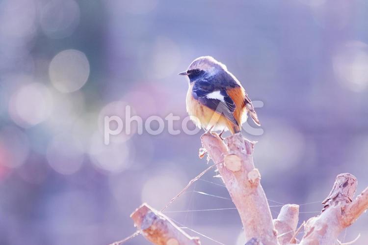 枝に止まるジョウビタキのオス 野鳥,ジョウビタキ,鳥の写真素材
