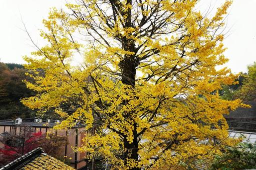 熊本 黒川温泉黄色く色づいた大イチョウ2 イチョウ,銀杏,公孫樹の写真素材