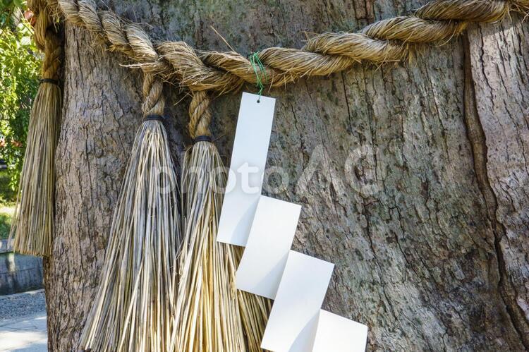 神社の木 しめ縄,ロープ,伝統の写真素材