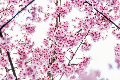 満開に咲き誇る陽光桜の美しい春景色 15 桜の花,ピンクの桜,陽光桜の写真素材