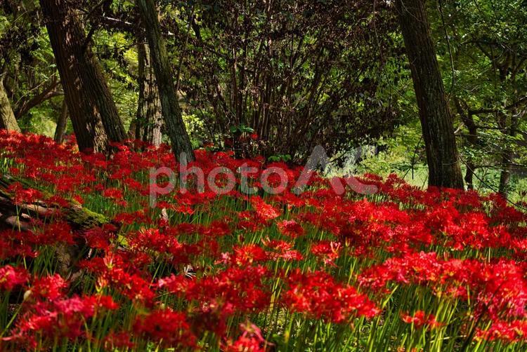 土手を被いつくす曼殊沙華 彼岸花,曼珠沙華,ヒガンバナの写真素材
