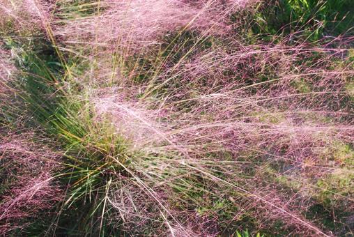 秋の日に輝くピンクの穂　寄り 秋,草,ピンクの写真素材