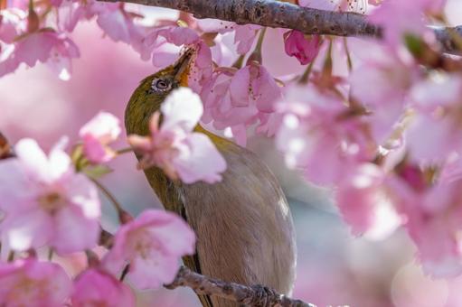 A Japanese white-eye stretches its beak out to cherry blossoms, JPG A Japanese white-eye stretches its beak out to cherry blossoms, JPG