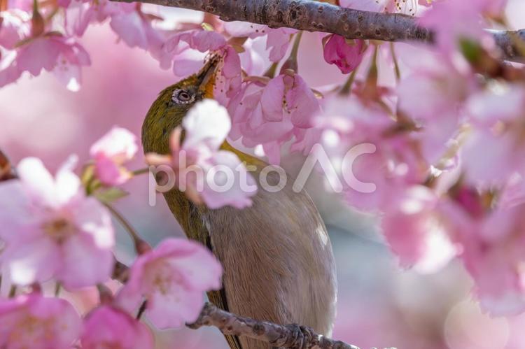 桜の花にくちばしを伸ばすメジロ メジロ,鳥,野鳥の写真素材