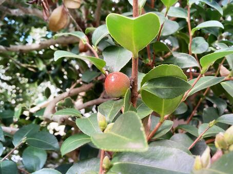 光沢のある椿の実 椿の実,ツバキ,つばきの写真素材