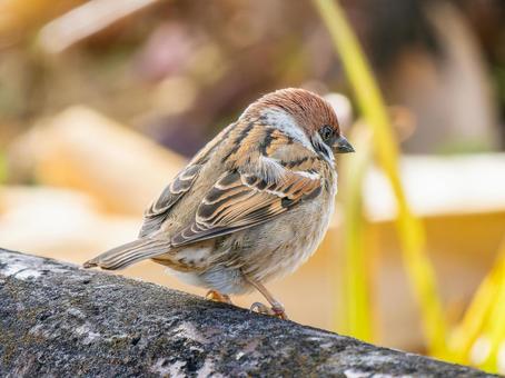 Sparrow walking on the ground, JPG Sparrow walking on the ground, JPG