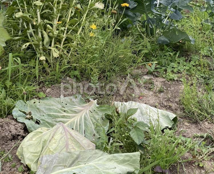 置きっぱなしのキャベツの外皮 キャベツ,みどり,キャベツの外皮の写真素材