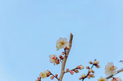 青空に映える白梅の花 青空に映える白梅の花の写真