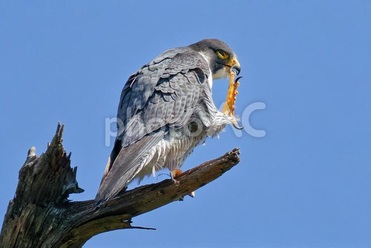 鼻をかくハヤブサ はやぶさ,ハヤブサ,隼の写真素材