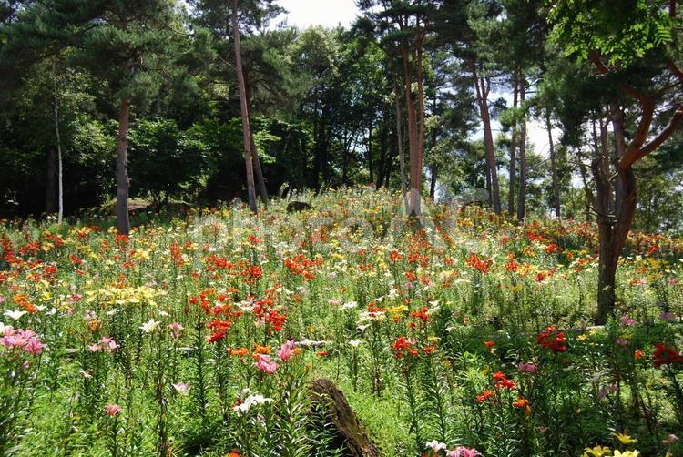 ユリ畑 ユリの花,ユリ,花の写真素材