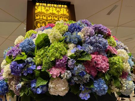 Photo, hydrangea, gorgeous, fresh, 