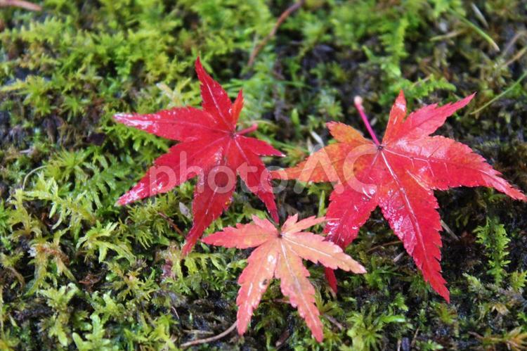もみじの葉（３枚紅葉） もみじ,葉,紅の写真素材