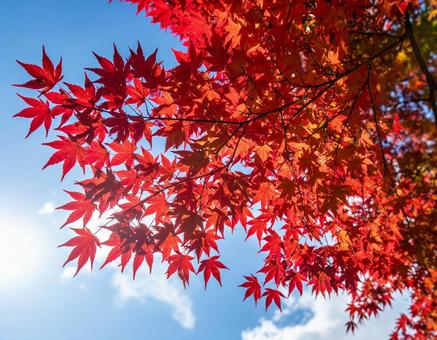 青空ともみじ1 青空ともみじ1の写真