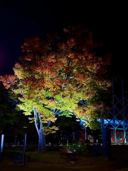 ライトアップされる紅葉　福井中央公園 紅葉,モミジ,ライトアップの写真素材