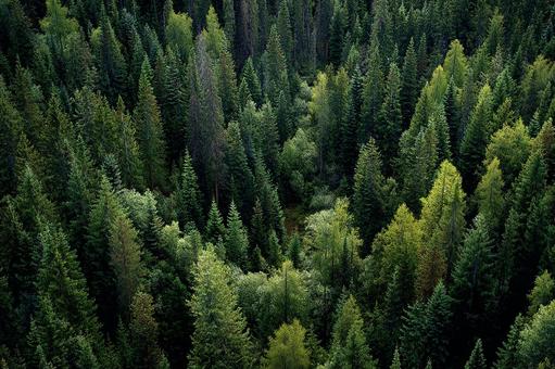幻想的な雰囲気漂う針葉樹林 幻想的な雰囲気漂う針葉樹林の写真
