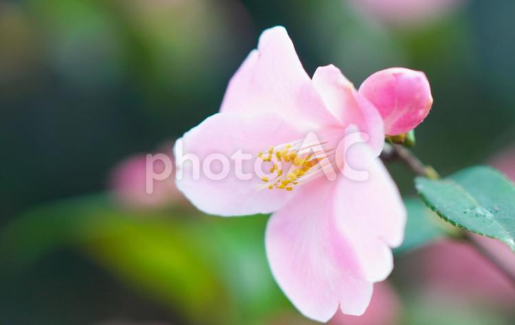百合が原公園のお花畑 ツバキ,アップ,公園の写真素材