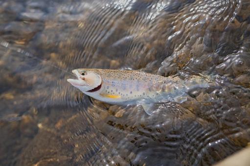 釣り行かないか? 釣り行かないか?の写真