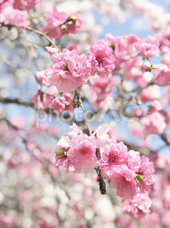 しだれ桜 桜,サクラ,しだれ桜の写真素材