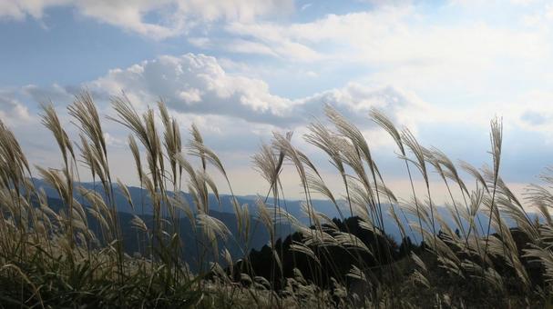 ススキ ススキ,ススキの穂,自然の写真素材